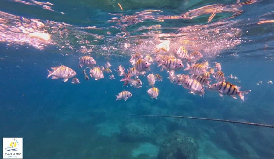 Basseterre: St Kitts 4-hour Catamaran Snorkel Cruise & Lunch - Photo Stops, Extra Swim Time, and How the 4 Hours Likely Feels
