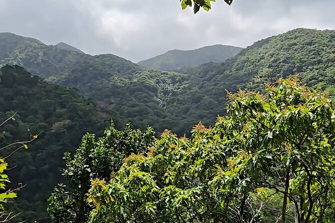 Half-Day St. Kitts Rainforest Hike - Half-Day Timing in St. Kitts: An 8:30 am start with your afternoon to spare