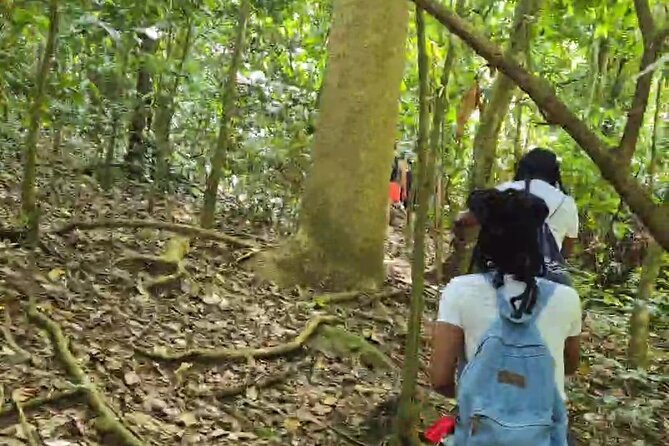 Half-Day St. Kitts Rainforest Hike - The physical reality: steep sections, rope support, and why shoes matter