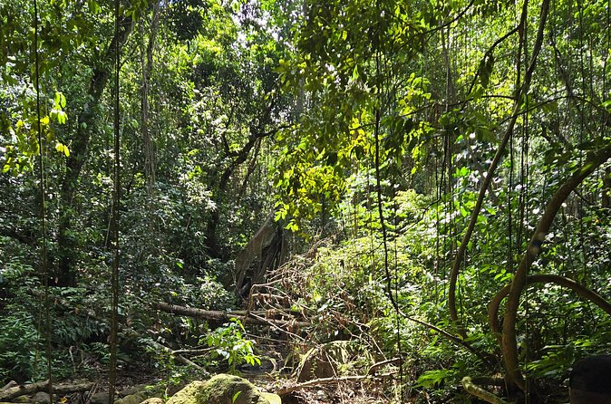 Half-Day St. Kitts Rainforest Hike - A balanced expectation: animals, views, and weather working together