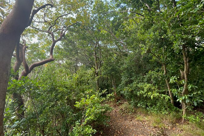Hike St Kitts: Wingfield Rainforest and Romney Experience - Wingfield Rainforest and Central Forest Reserve: What it feels like