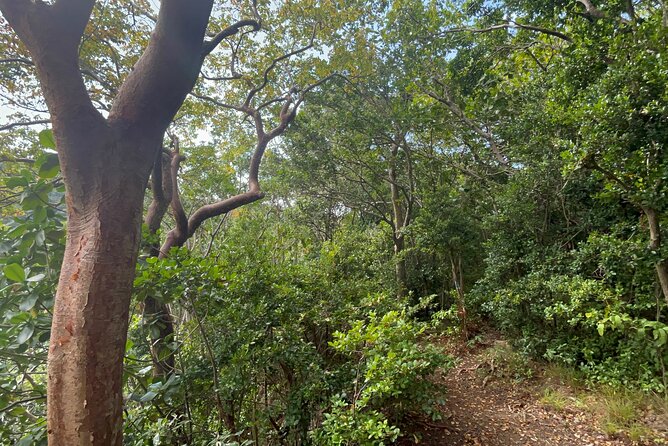 Hike St Kitts: Wingfield Rainforest and Romney Experience - The 1,100-foot lookout and the trail reality check