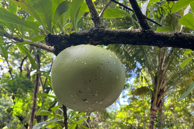 Hike St Kitts: Wingfield Rainforest and Romney Experience - Wingfield Estate and Romney Manor: Local culture after the hike
