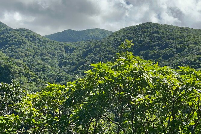 Hike St Kitts: Wingfield Rainforest and Romney Experience - What to pack and health notes that keep the hike enjoyable