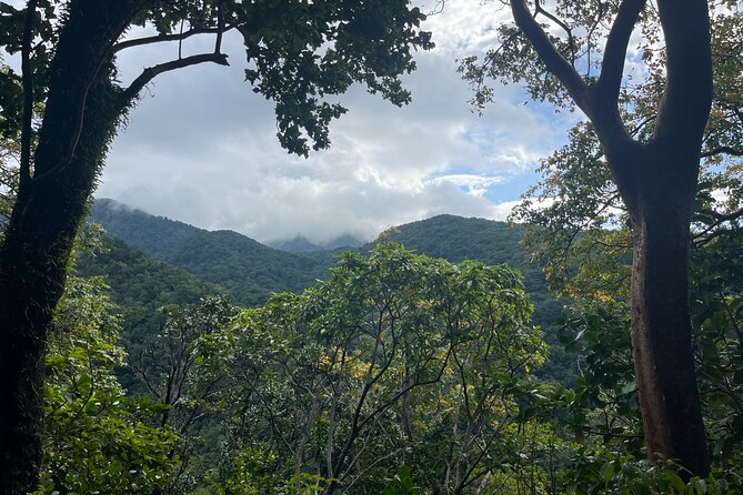 Hike St Kitts: Wingfield Rainforest and Romney Experience - Guides and group size: Why the day stays friendly