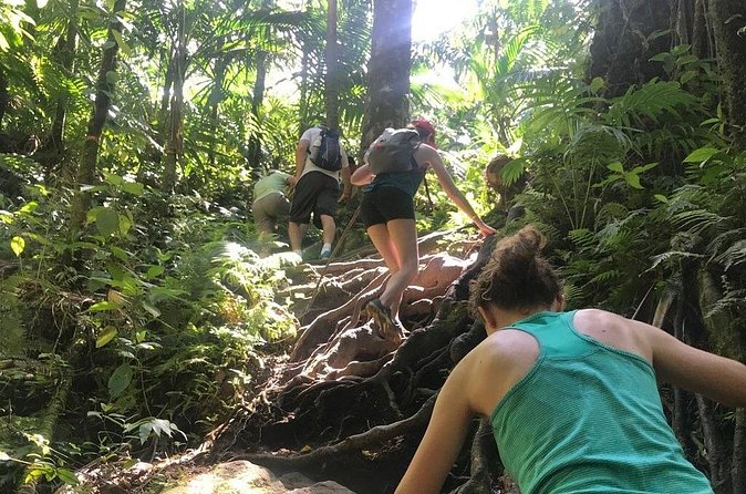 Hiking Mount Liamuiga Volcano in St Kitts - The summit: views that reach beyond St Kitts