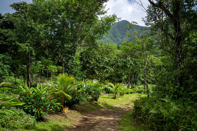 Liamuiga Natural Farm Tour - St.Kitts' Coffee Farm - Key highlights you should know before you go