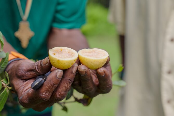 Liamuiga Natural Farm Tour - St.Kitts' Coffee Farm - Trails, rainforest air, and the moderate fitness part