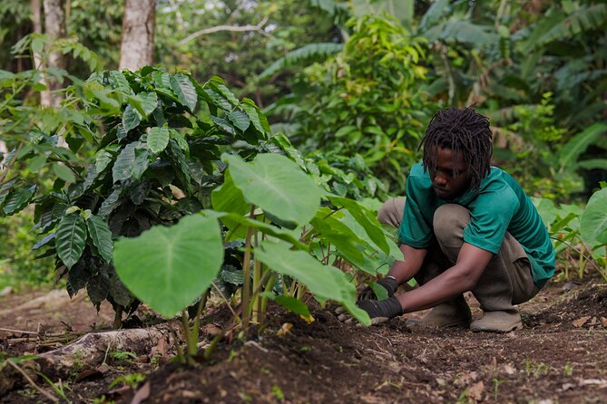 Liamuiga Natural Farm Tour - St.Kitts' Coffee Farm - Group size and the chance to actually ask questions