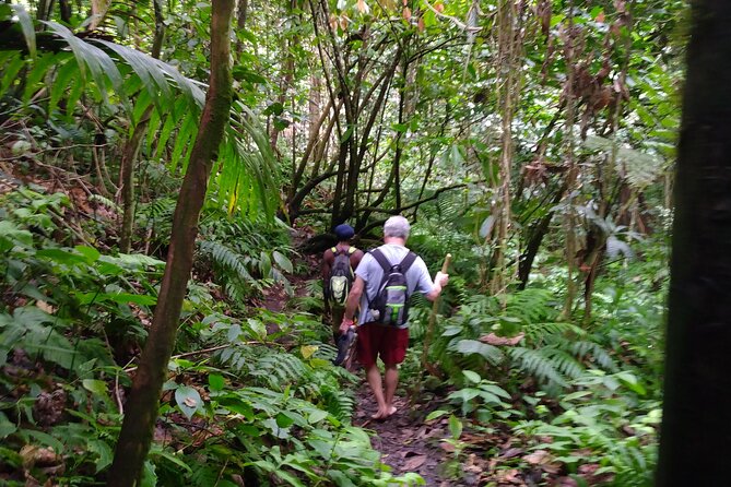 Mindfulness Rainforest Hike, Forest Bathing, Volcanic Hot Springs - Waterfall pool time: warm soak or cold plunge, your call