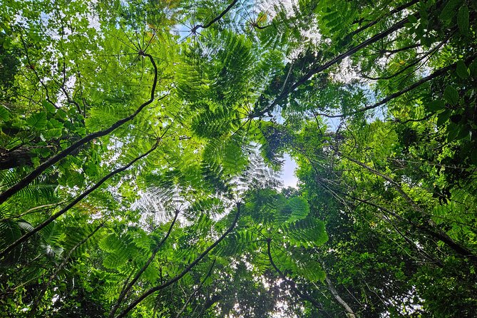 Mindfulness Rainforest Hike, Forest Bathing, Volcanic Hot Springs - Charlestown hot springs and herbal tea: the payoff after effort