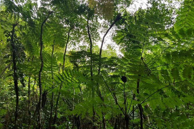 Mindfulness Rainforest Hike, Forest Bathing, Volcanic Hot Springs - What’s included, what you must bring
