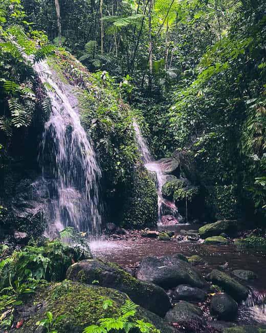 Nevis Waterfalls/Russel's Rest Hike - Entering Russel’s Rest forest: birds, palms, cocoa, and shade