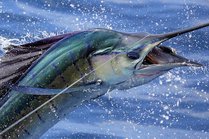 Private Fishing & Snorkel Charters in St Kitts and Nevis - Key highlights to know before you book