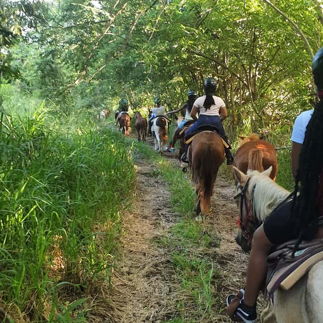 Scenic Horseback Trail - Should you book this Scenic Horseback Trail in Nevis?