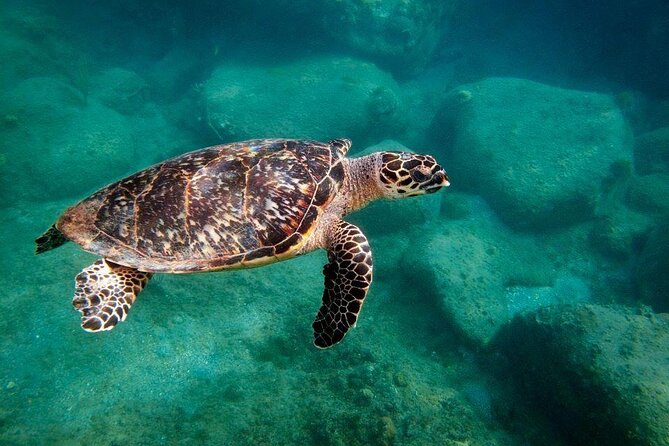 Snorkel Lunch & Lounge: Bluewater or Snorkel and Lunch: Leeward - Key highlights you will feel on the day