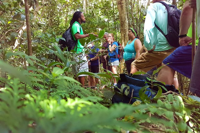 St Kitts Half-Day Rainforest Tour - Morning or Afternoon: timing that fits cruise and resort schedules