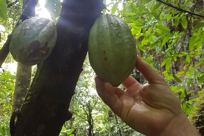 St Kitts Half-Day Rainforest Tour - The rainforest hike: walking sticks, loop distance, and pace