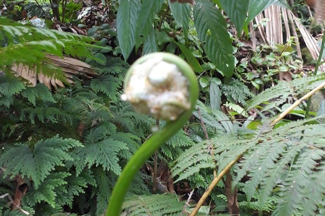 St Kitts Half-Day Rainforest Tour - Medicinal plants and wildlife spotting on the same trail
