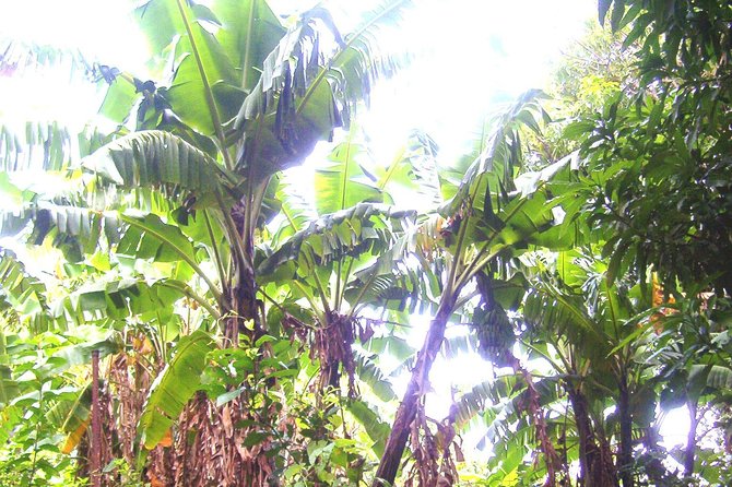 St Kitts Half-Day Rainforest Tour - Group size and guide attention: what a maximum of 30 means