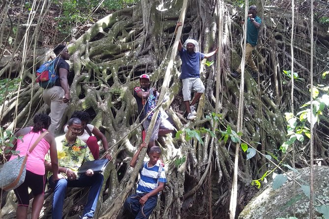 St Kitts Half-Day Rainforest Tour - What to pack and how to stay comfortable in the rainforest