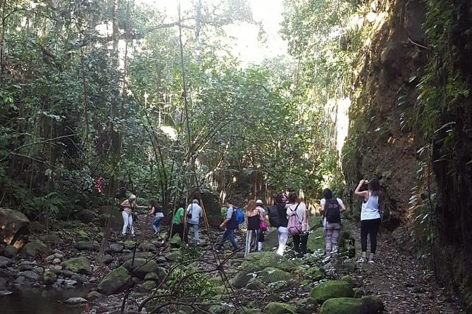 St. Kitts Half-Day Rainforest Tour - On the Peter Manning Trail: How Hard It Really Is (and How to Prepare)