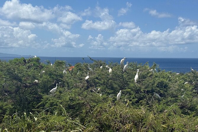 St. Kitts No Hustle No Hassle Private Tour with Don - Berkeley Memorial and Independence Square: how Basseterre sets the stage