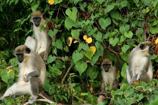 St. Kitts Rainforest Tour - Key points before you go