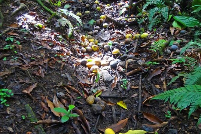 St. Kitts Rainforest Tour - Wingfield Estate and Old Road: history you can walk through