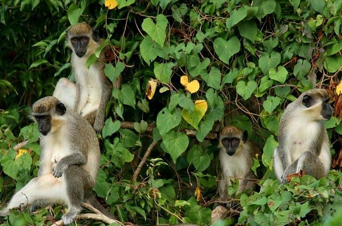 St. Kitts Rainforest Tour - Time, pacing, and group size: why 15 people or fewer matters