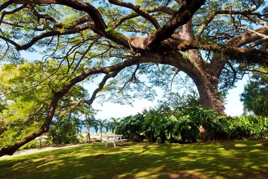 St. Kitts: Top Sights Guided Van or Open-Air Safari Tour - Guides, Flow, and Small-Group Energy