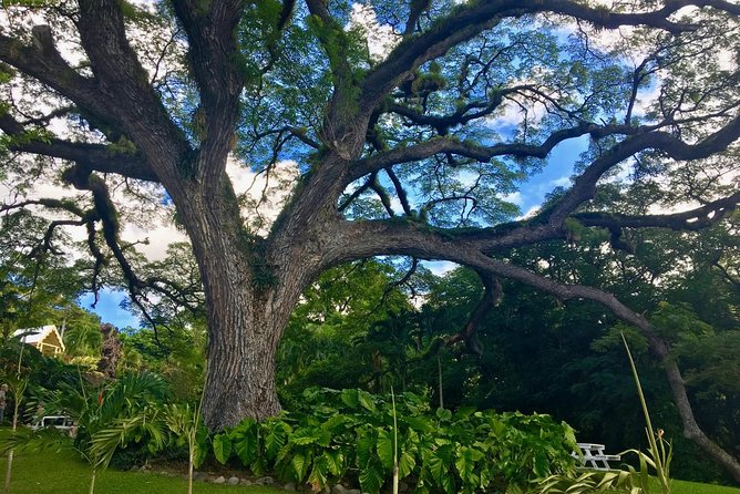 St Kitts Traditional Lunch & Half Day Island Tour - Old Road Town and Bloody Point: the island’s early settlement story