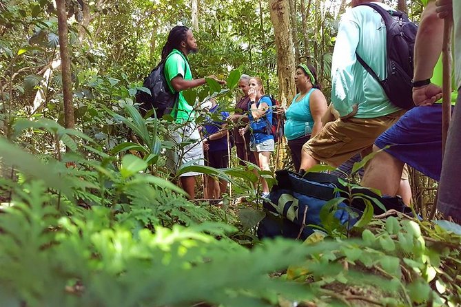 Tropical Rain Forest Explorer Hike In St. Kitts - Key things to know before you go