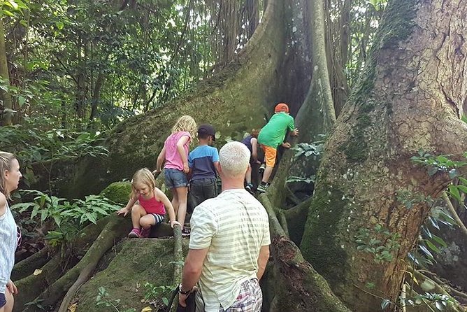Tropical Rain Forest Explorer Hike In St. Kitts - What you see in the rainforest: canopy plants and everyday nature