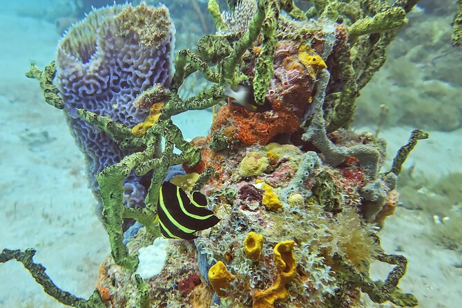 VIP Private Guided Scuba Diving/Snorkeling Excursion - Snorkeling in the Shallows: What You’re Really Paying For