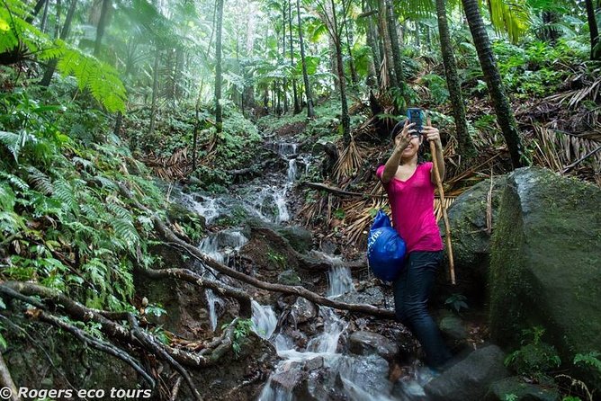 Volcano Caldera (Mt. Liamuiga) Trek / Hike - Key things you’ll notice on this hike