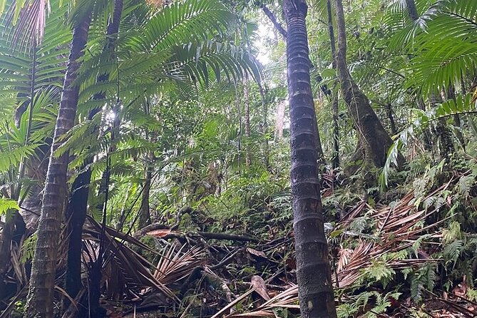 Wingfield Rainforest Adventure Hike and Caribelle Batik stop - Who this tour fits best in St Kitts